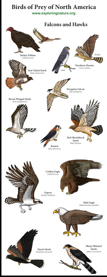 Native Americans Raptors Kith - Nunnehi - Thunders | City of Angels RPG
